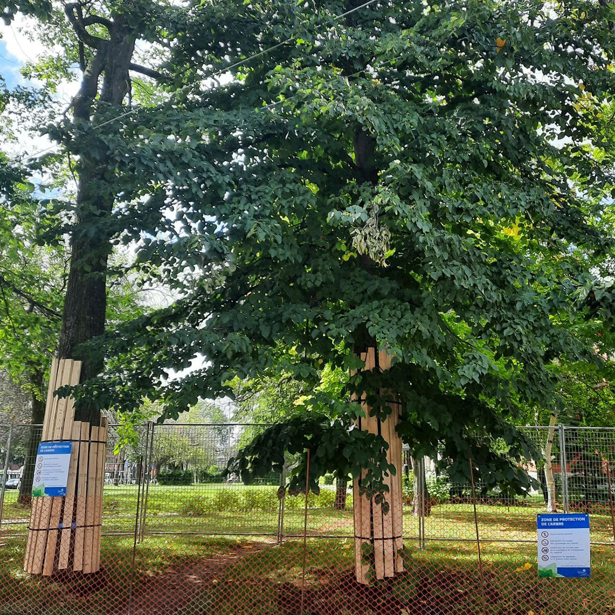 Protection des arbres : l'exemple de la rue de Claire-Fontaine